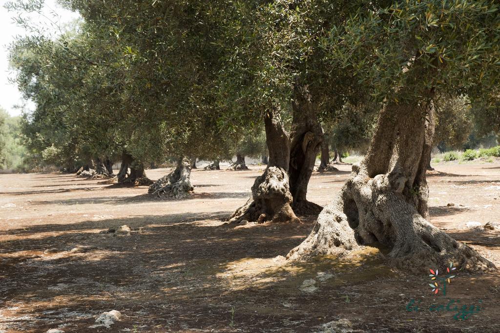 Agriturismo Li Calizzi Arte E Natura Novoli エクステリア 写真