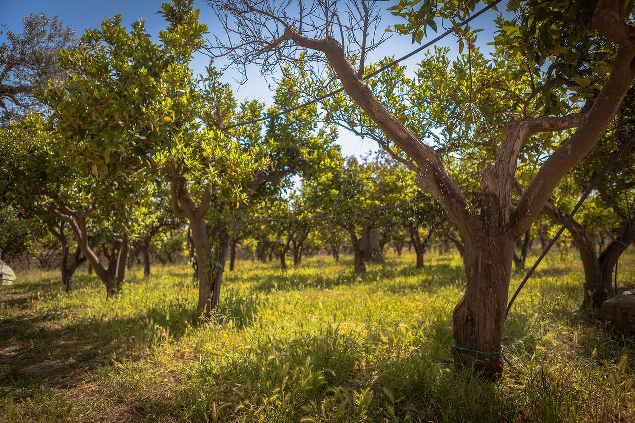 Agriturismo Li Calizzi Arte E Natura Novoli エクステリア 写真